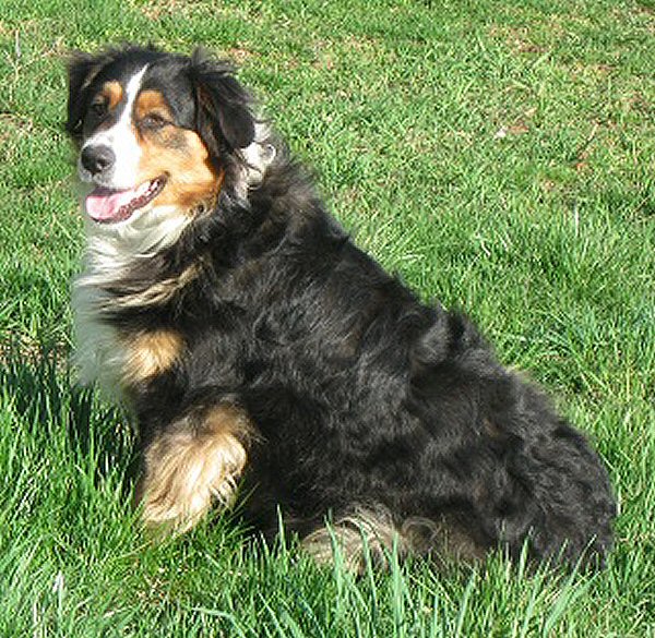 australian shepherd kennels