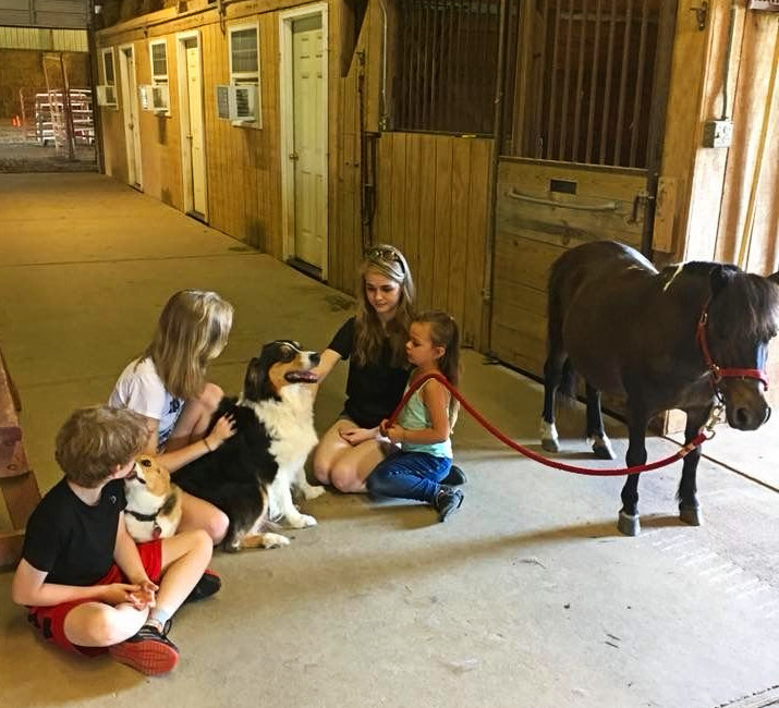 australian shepherds kennels