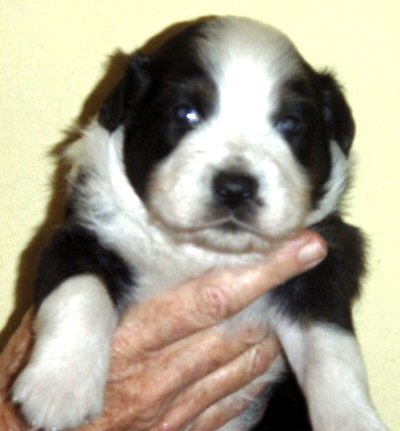 australian shepherds breeder Maryland