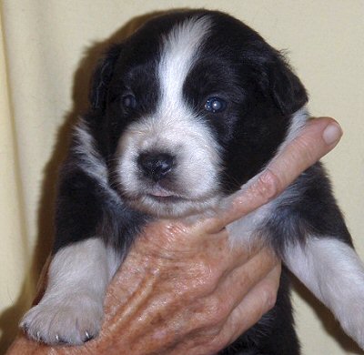 australian shepherds breeder Maryland
