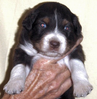 australian shepherds breeder Maryland
