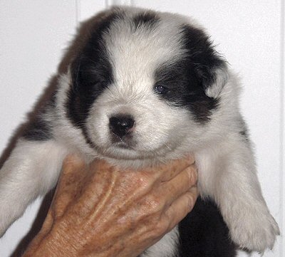 australian shepherds breeder Maryland