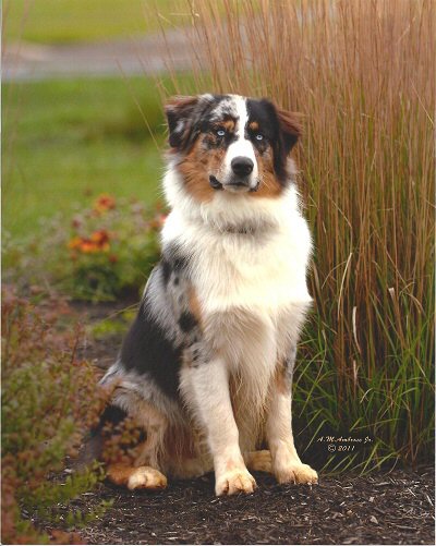 Maple Grove Australian Shepherds