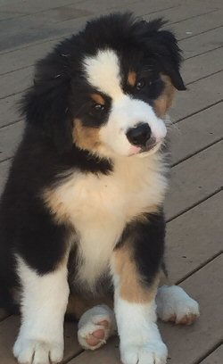 australian shepherds breeder Maryland