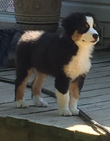 australian shepherds breeder Maryland