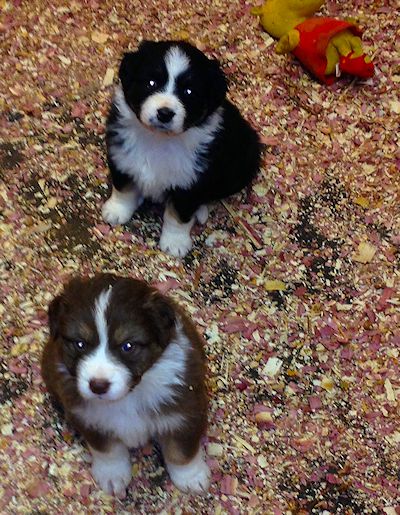 australian shepherds breeder Maryland