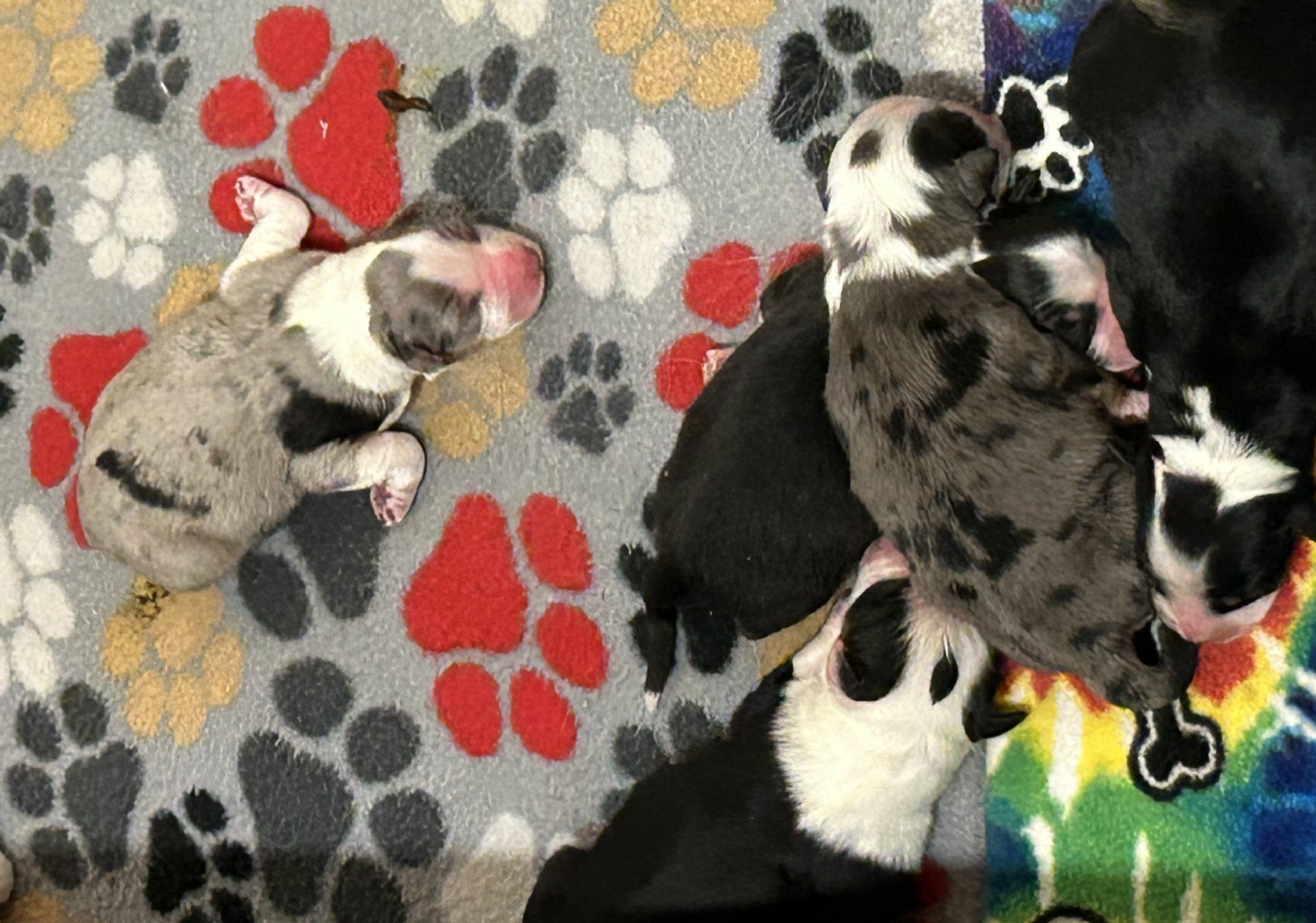 australian shepherds breeder Maryland