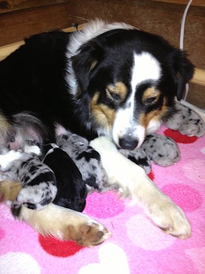 australian shepherds breeder Maryland