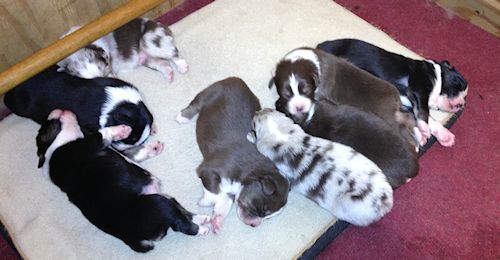australian shepherds breeder Maryland