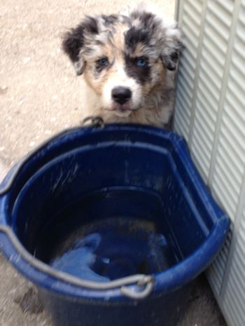 australian shepherds breeder Maryland