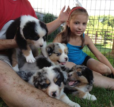 australian shepherds breeder Maryland